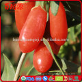 Organic food goji berry import goji berries ningxia goji appetizing